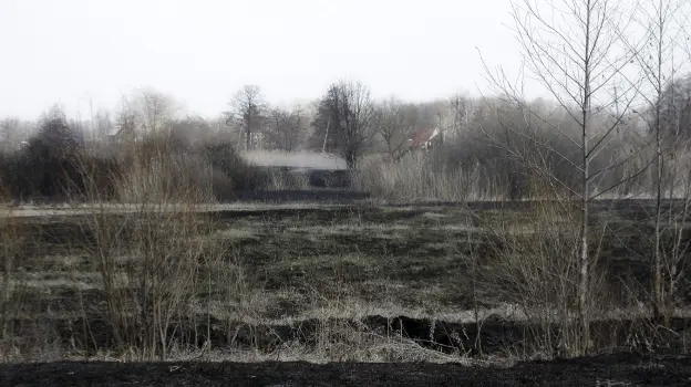В поселке под Воронежем загорелось поле на площади 500 «квадратов» вечером 10 мая