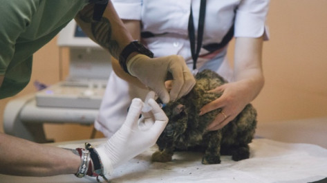 В Воронежской области запретили к продаже 4 ветеринарных препарата