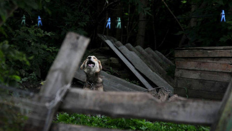 Приют для бездомных животных в Воронеже построят на Холмистой