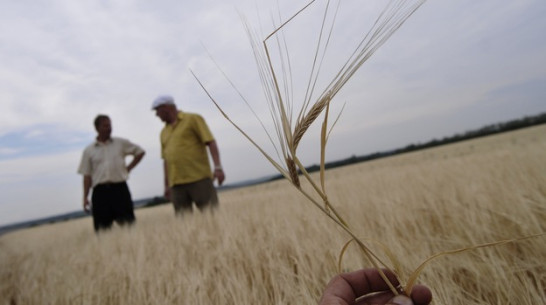 Воронежские аграрии массово страхуются от неурожая