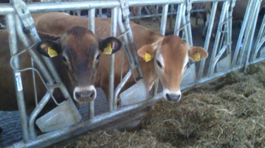 Молочная ферма на 2,2 тыс голов заработает в Воронежской области в 2017 году