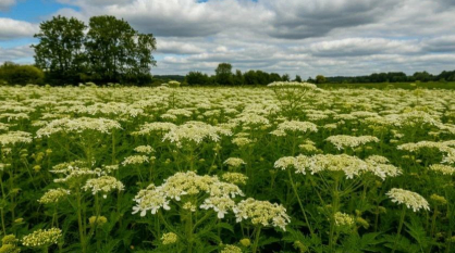 В Воронежской области составили список опасных растений, подлежащих уничтожению