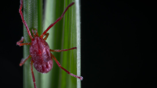 За последнюю неделю еще 101 воронежец пострадал от клещей