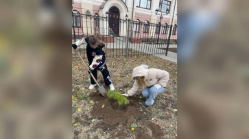 В россошанском сквере высадили кедры из Архангельска