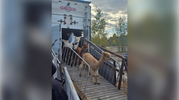 В Воронежскую область из Чили приехали 250 альпак