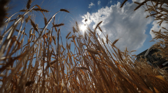 Воронежские аграрии показали лучший результат в ЦФО по сбору зерна