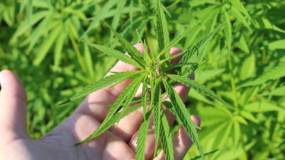 Наркотикосодержащие растения конопли гидропонная установка марихуаны
