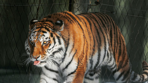 В Воронежский зоопарк передадут редких амурских тигров