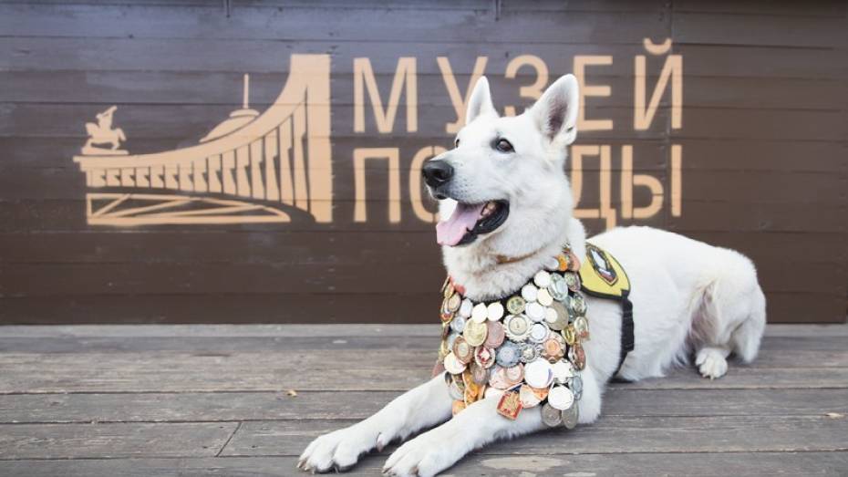 Воронежским школьникам предложили нарисовать портрет фронтовой собаки