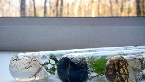 В Воронеже откроется научная фотовыставка о растениях в пробирках