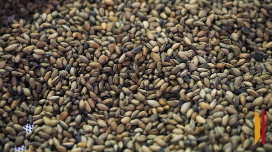 В Воронежской области обнаружили 12 тонн опасных семян из Канады