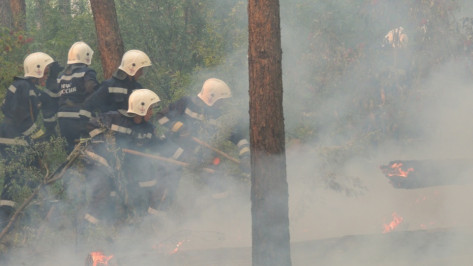 Площадь лесных пожаров в Воронежской области сократилась в пять раз