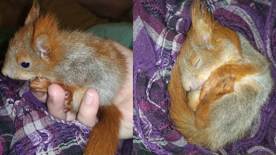 В Воронеже спасли выпавшего из гнезда бельчонка