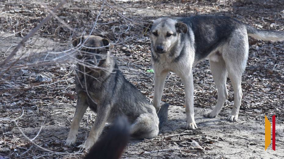 В Воронеже бездомная собака покусала девочку