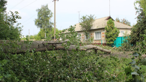 В ольховатском поселке упавший из-за урагана тополь повредил 2 ЛЭП