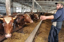 Воронежская область вошла в число лидеров страны по производству молока