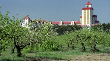 Воронежцы попросили губернатора спасти яблоневый сад 