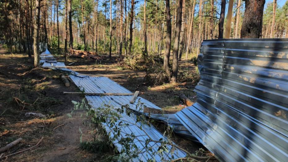 Ущерб от незаконной вырубки в Северном лесу Воронежа оценили в 1 млн рублей