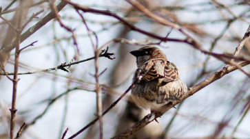 Воронежские зоозащитники освободят птиц на Благовещение