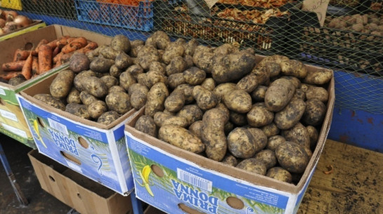 В Воронеже сельскохозяйственные ярмарки пройдут 13 августа