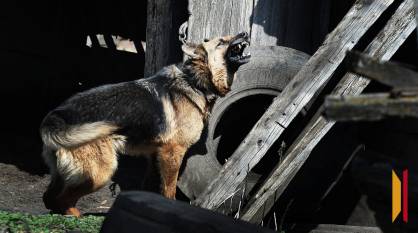 В Воронеже стая бездомных собак напала на девушку