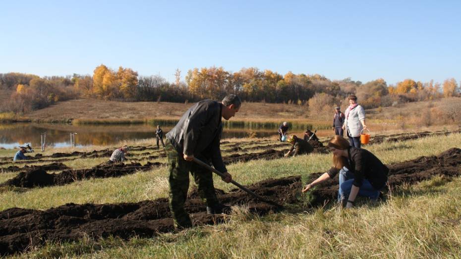 В Каменском районе активисты посадили 250 сосен