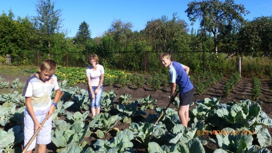 Поворинские школьники сами выращивают овощи для своей столовой