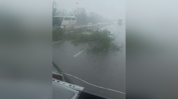 Ломающий деревья ураган застал воронежцев на трассе М-4 «Дон»: кадры непогоды
