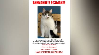 В Воронеже хозяева котокафе просят помочь найти сбежавших во время пожара кошек