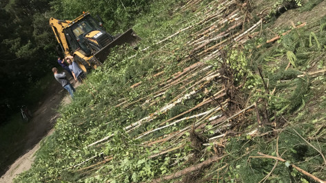 Силовики возбудили дело о незаконной вырубке леса в воронежском микрорайоне Репное