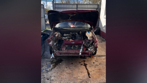 В Воронежской области перед движущейся легковушкой внезапно упало дерево: пострадал водитель