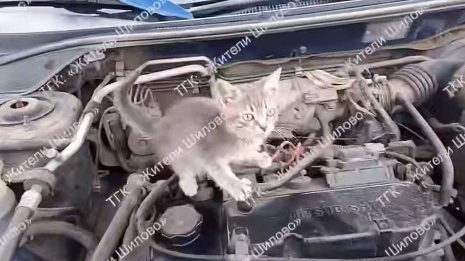 В Воронеже водитель обнаружил котенка под капотом: видео