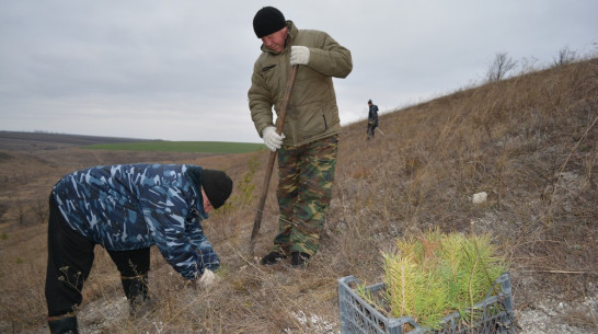 В нижнедевицком селе высадили 500 саженцев вымирающего вида сосны меловой