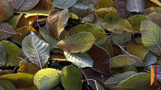 В Воронежской области ожидаются заморозки до -2 градусов