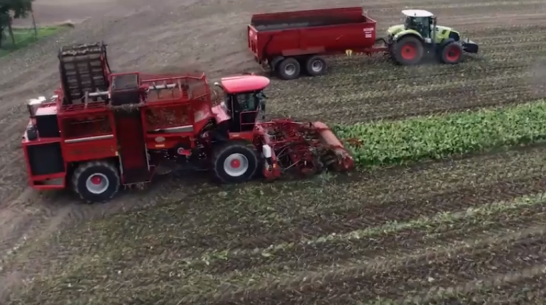 Воронежский «Продимекс» изменил план уборки из-за высокой урожайности сахарной свеклы