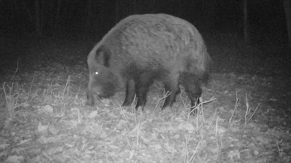В Воронежском заповеднике поймали браконьера