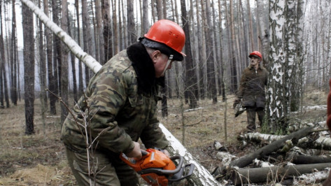 Санитарные рубки воронежских лесов подошли к завершению