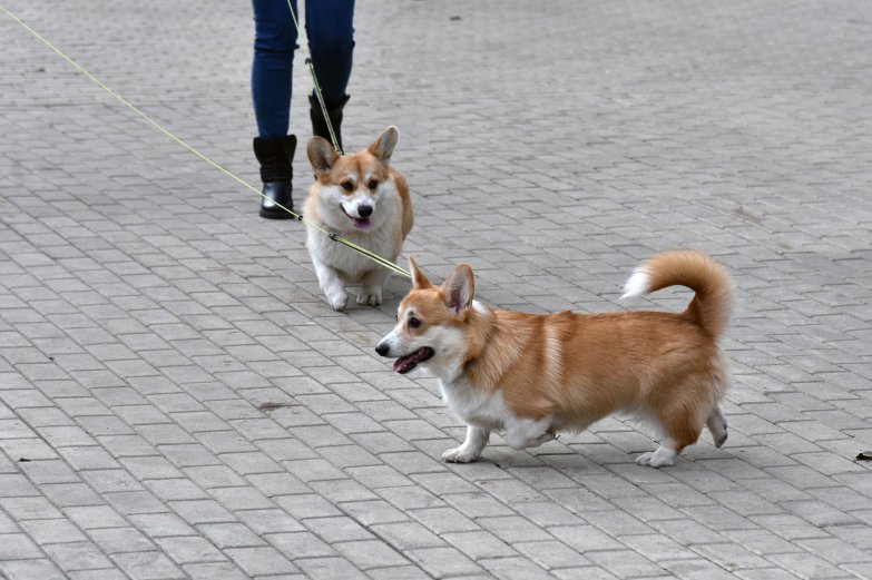 Прогулка корги