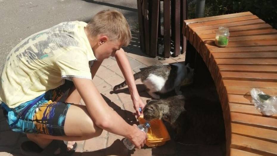 Острогожский школьник спасает от жары бездомных животных