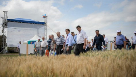 День воронежского поля в 2015 году собрал более 150 сельхозкомпаний