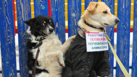 Воронежцы пожертвовали бездомным животным 23 тыс рублей