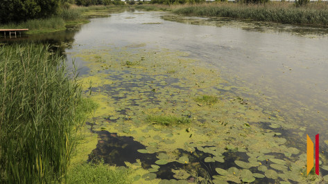 В Поворино Воронежской области утонул 37-летний мужчина