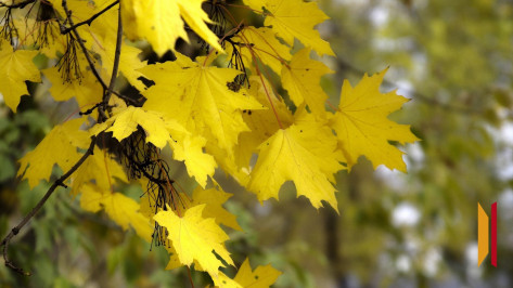 Воронежцам рассказали о погоде на сентябрь