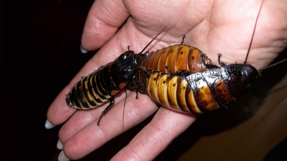 Мадагаскарские шипящие тараканы – одни из самых больших в мире: средние размеры особи – 55-60 мм