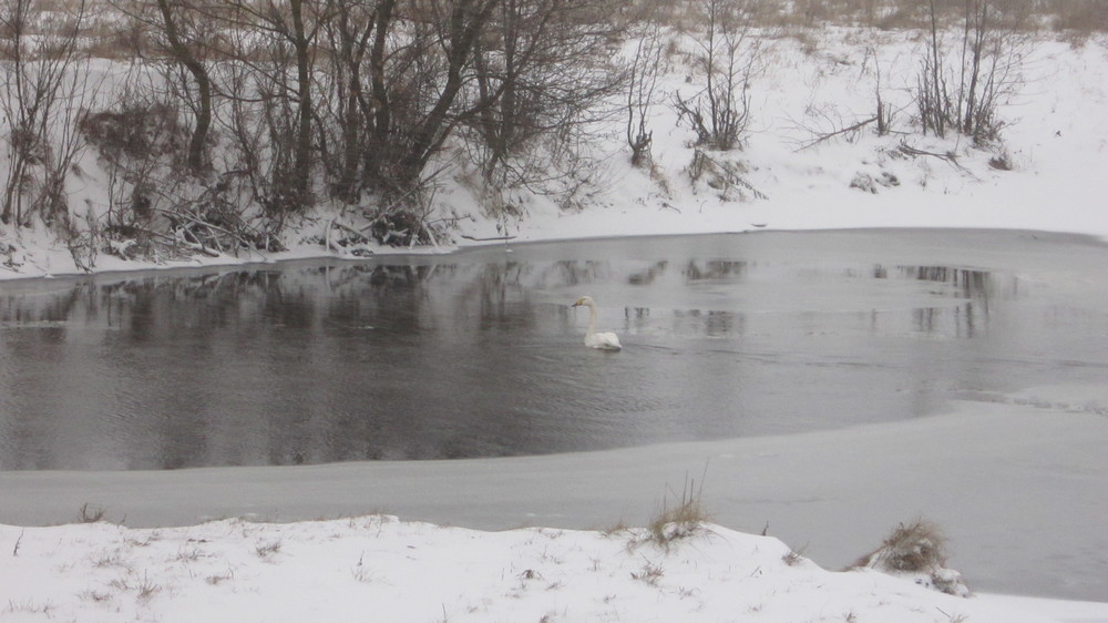 По словам сельчан, вода в реке редко замерзает и зимовка может пройти благополучно