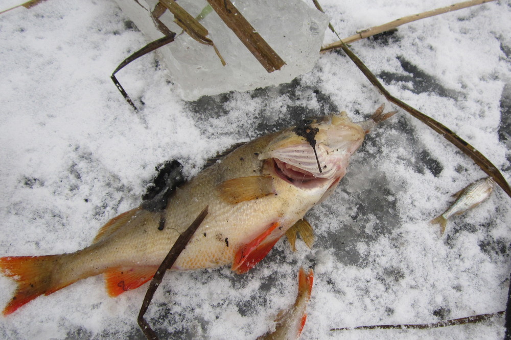 Мертвая рыба вмерзла в лед.