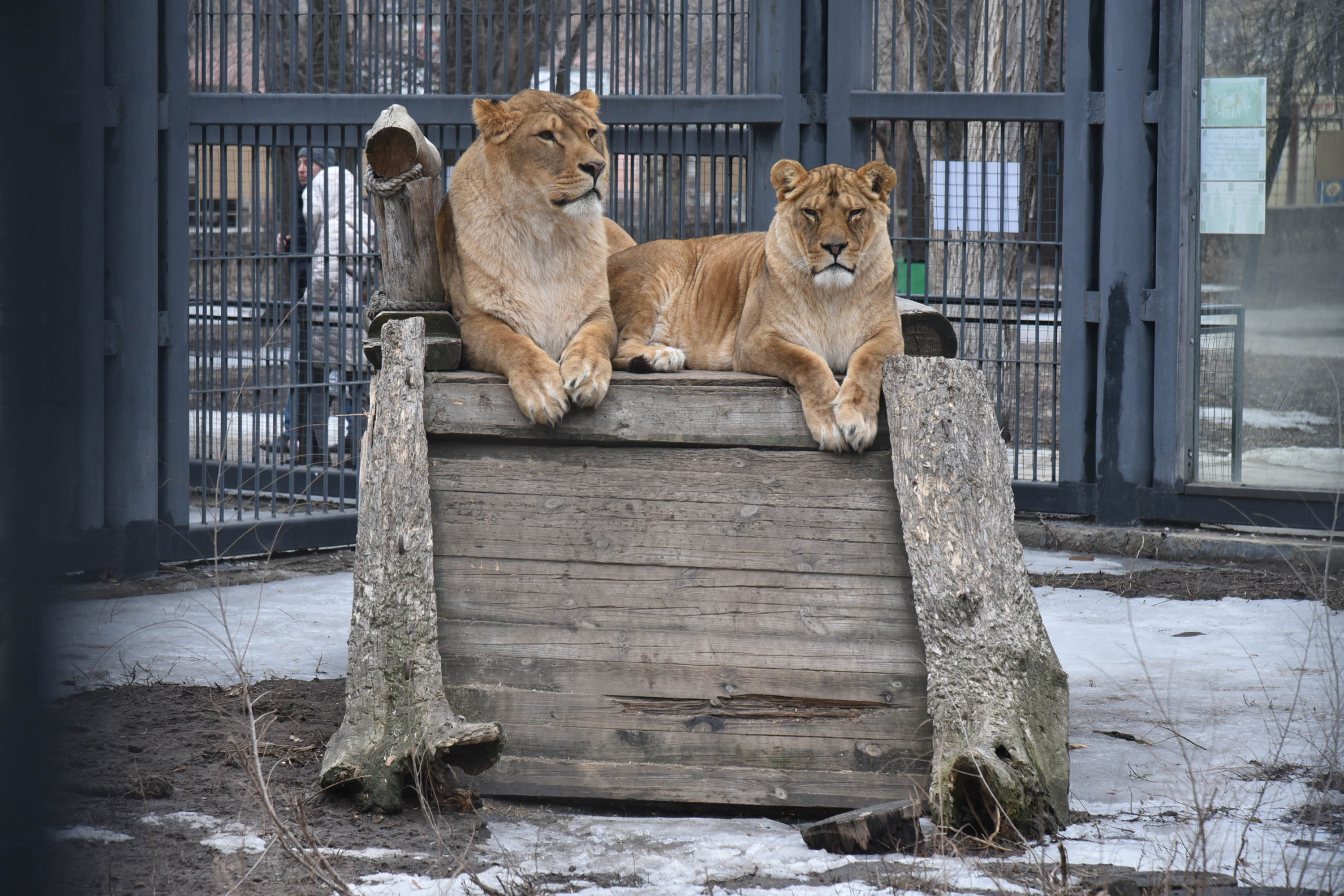 ростовский зоопарк зимой