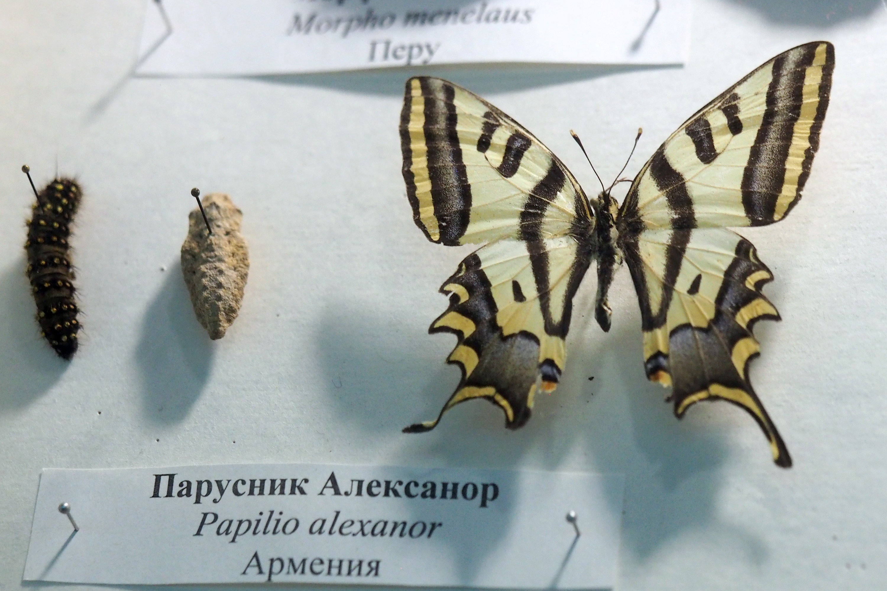 Виды Бабочек Фото С Названиями В России