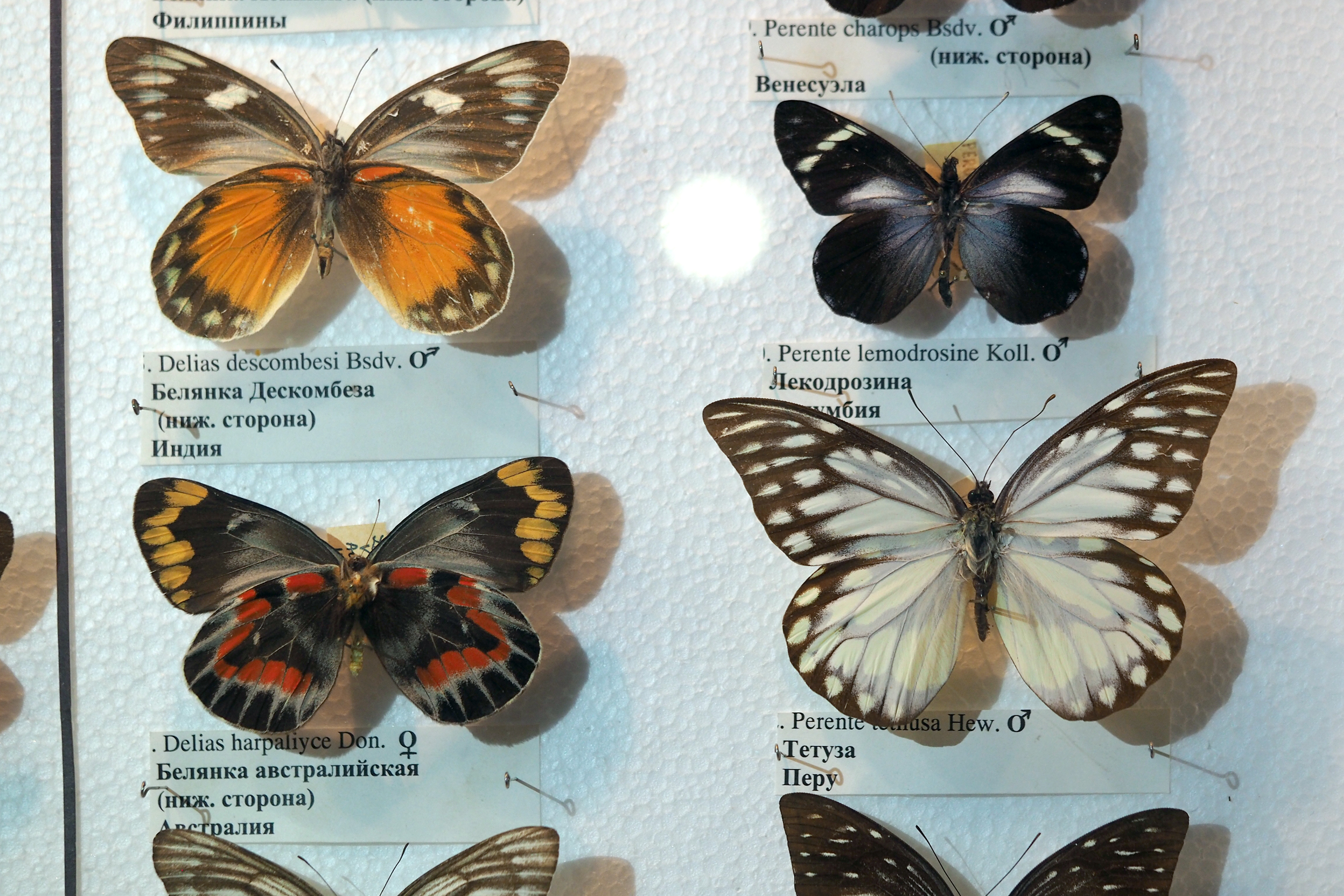 Все виды бабочек с названиями