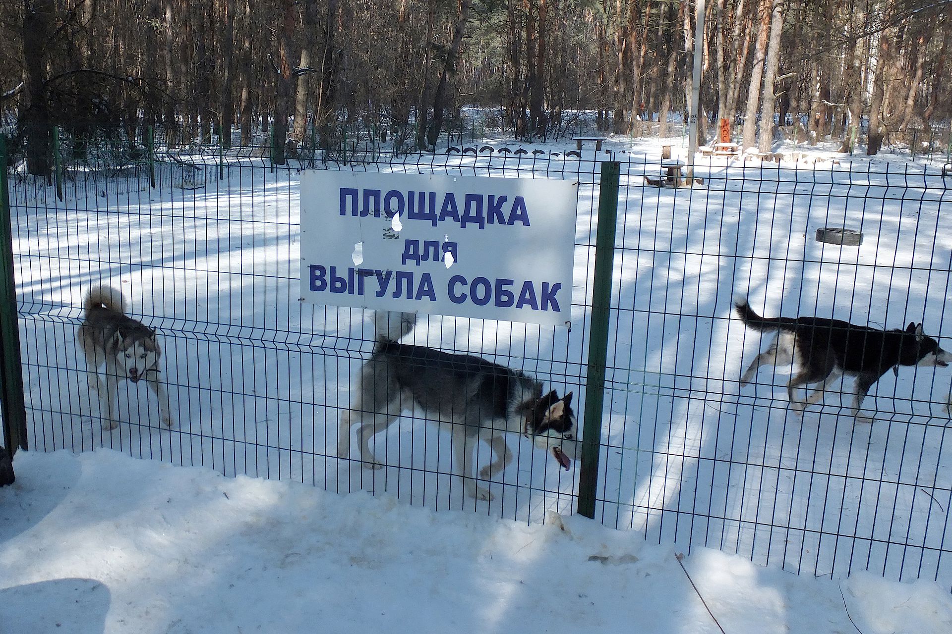 Минное поле. Почему воронежские собаководы не убирают за своими питомцами